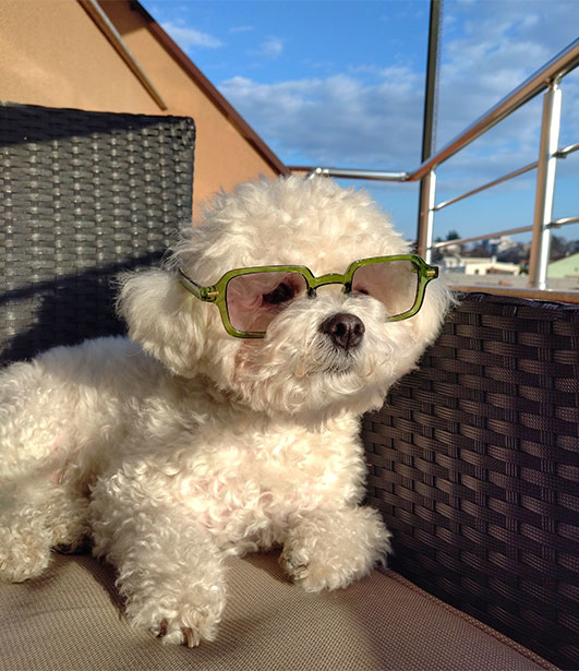 ФОТО КОНКУРС 2025 ПЕДИГРЕ МАКЕДОНИЈА МИЛЕНИЦИ (КУЧИЊА, МАЧКИ...) FOTO KONKURS 2025 MILENICI ZIVOTNI