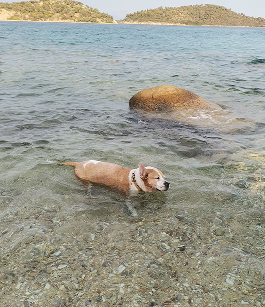 ФОТО КОНКУРС 2025 ПЕДИГРЕ МАКЕДОНИЈА МИЛЕНИЦИ (КУЧИЊА, МАЧКИ...) FOTO KONKURS 2025 MILENICI ZIVOTNI