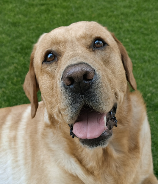 ФОТО КОНКУРС 2025 ПЕДИГРЕ МАКЕДОНИЈА МИЛЕНИЦИ (КУЧИЊА, МАЧКИ...) FOTO KONKURS 2025 MILENICI ZIVOTNI