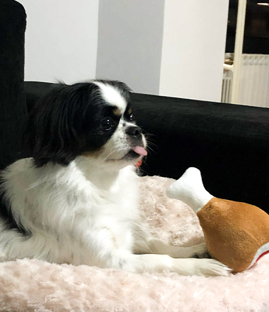 ФОТО КОНКУРС 2025 ПЕДИГРЕ МАКЕДОНИЈА МИЛЕНИЦИ (КУЧИЊА, МАЧКИ...) FOTO KONKURS 2025 MILENICI ZIVOTNI