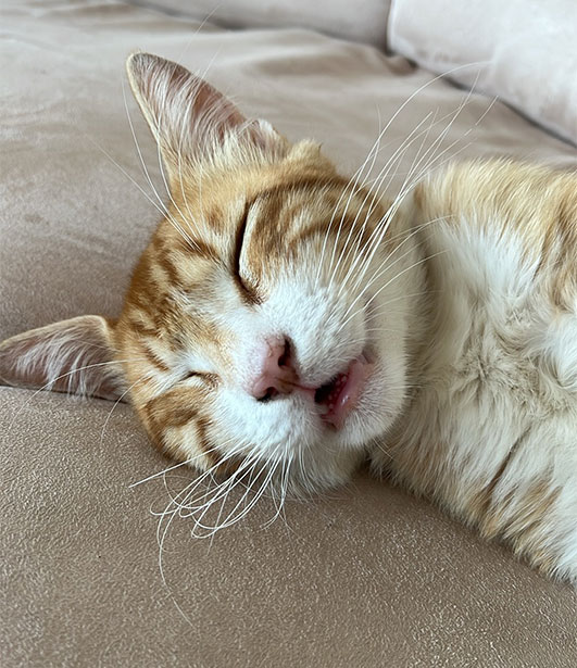 ФОТО КОНКУРС 2025 ПЕДИГРЕ МАКЕДОНИЈА МИЛЕНИЦИ (КУЧИЊА, МАЧКИ...) FOTO KONKURS 2025 MILENICI ZIVOTNI