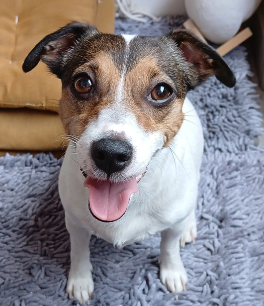 ФОТО КОНКУРС 2025 ПЕДИГРЕ МАКЕДОНИЈА МИЛЕНИЦИ (КУЧИЊА, МАЧКИ...) FOTO KONKURS 2025 MILENICI ZIVOTNI