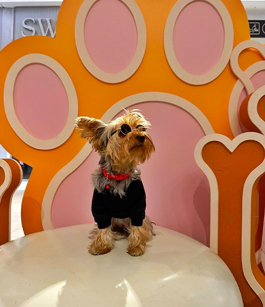 ФОТО КОНКУРС 2025 ПЕДИГРЕ МАКЕДОНИЈА МИЛЕНИЦИ (КУЧИЊА, МАЧКИ...) FOTO KONKURS 2025 MILENICI ZIVOTNI