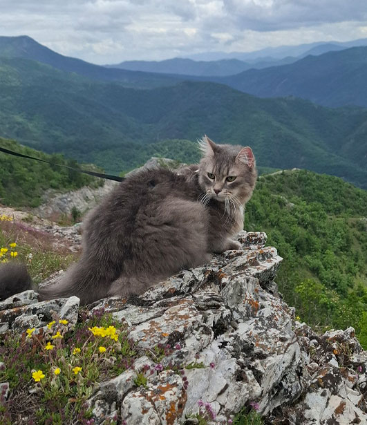 ФОТО КОНКУРС 2025 ПЕДИГРЕ МАКЕДОНИЈА МИЛЕНИЦИ (КУЧИЊА, МАЧКИ...) FOTO KONKURS 2025 MILENICI ZIVOTNI