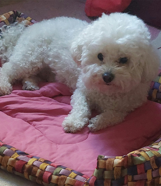 ФОТО КОНКУРС 2025 ПЕДИГРЕ МАКЕДОНИЈА МИЛЕНИЦИ (КУЧИЊА, МАЧКИ...) FOTO KONKURS 2025 MILENICI ZIVOTNI