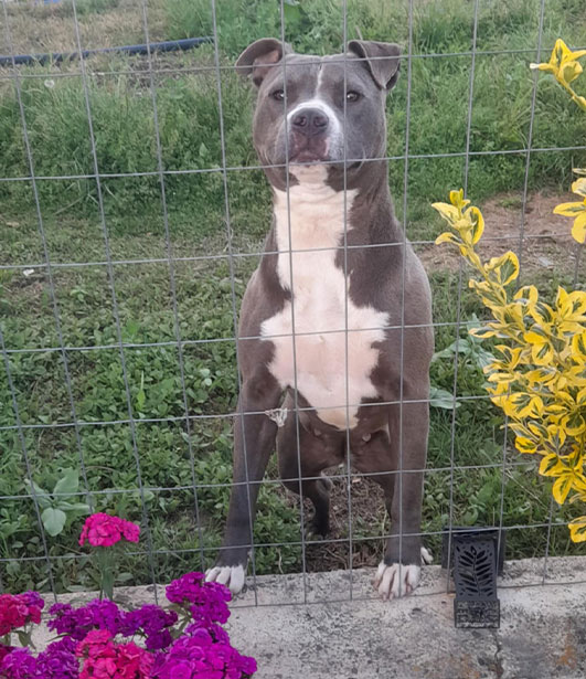 ФОТО КОНКУРС 2025 ПЕДИГРЕ МАКЕДОНИЈА МИЛЕНИЦИ (КУЧИЊА, МАЧКИ...) FOTO KONKURS 2025 MILENICI ZIVOTNI