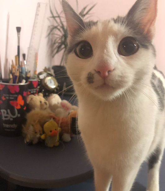 ФОТО КОНКУРС 2025 ПЕДИГРЕ МАКЕДОНИЈА МИЛЕНИЦИ (КУЧИЊА, МАЧКИ...) FOTO KONKURS 2025 MILENICI ZIVOTNI