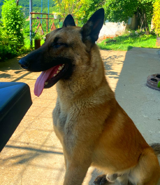 ФОТО КОНКУРС 2025 ПЕДИГРЕ МАКЕДОНИЈА МИЛЕНИЦИ (КУЧИЊА, МАЧКИ...) FOTO KONKURS 2025 MILENICI ZIVOTNI