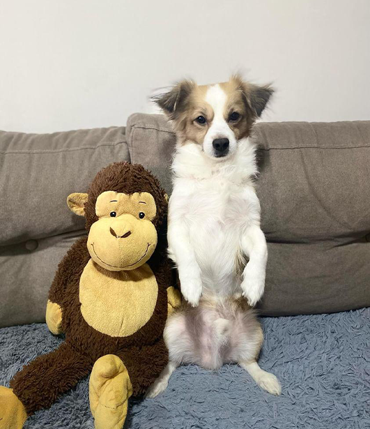 ФОТО КОНКУРС 2025 ПЕДИГРЕ МАКЕДОНИЈА МИЛЕНИЦИ (КУЧИЊА, МАЧКИ...) FOTO KONKURS 2025 MILENICI ZIVOTNI