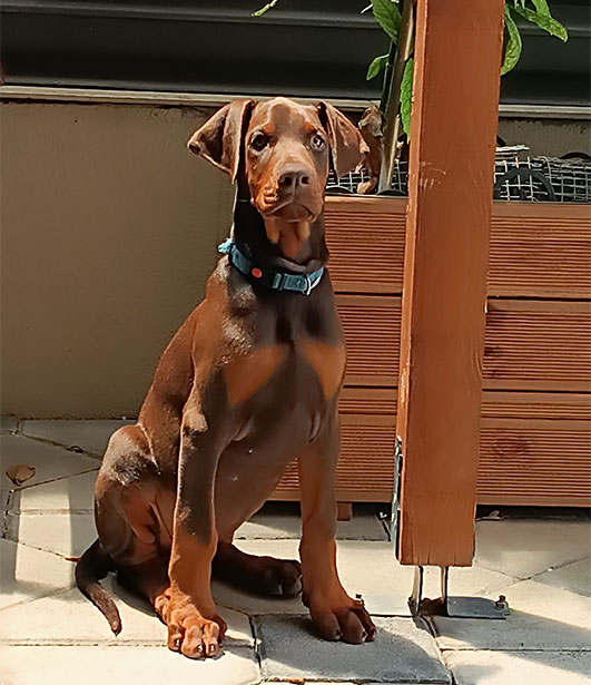 ФОТО КОНКУРС 2025 ПЕДИГРЕ МАКЕДОНИЈА МИЛЕНИЦИ (КУЧИЊА, МАЧКИ...) FOTO KONKURS 2025 MILENICI ZIVOTNI