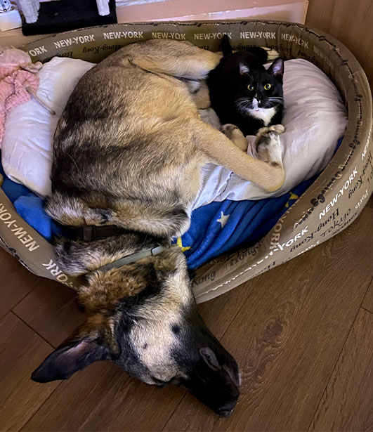 ФОТО КОНКУРС 2025 ПЕДИГРЕ МАКЕДОНИЈА МИЛЕНИЦИ (КУЧИЊА, МАЧКИ...) FOTO KONKURS 2025 MILENICI ZIVOTNI