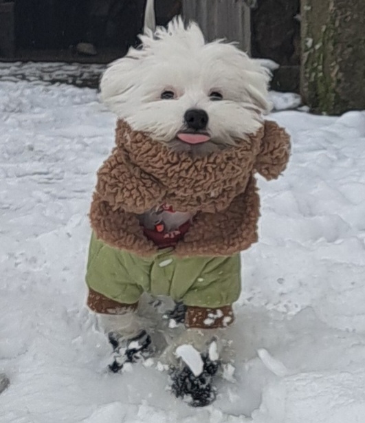 ФОТО КОНКУРС 2025 ПЕДИГРЕ МАКЕДОНИЈА МИЛЕНИЦИ (КУЧИЊА, МАЧКИ...) FOTO KONKURS 2025 MILENICI ZIVOTNI