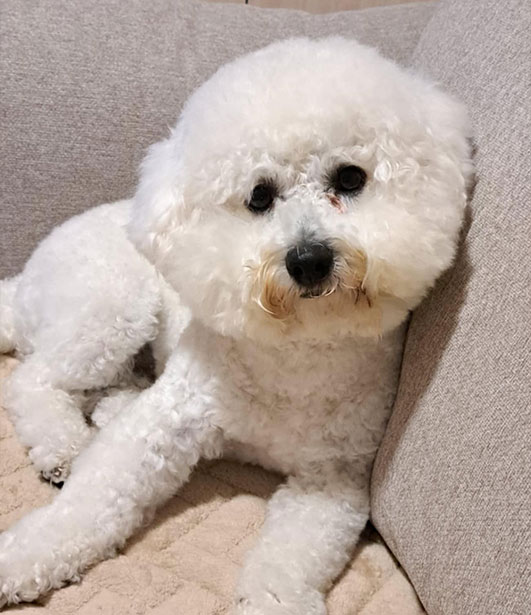 ФОТО КОНКУРС 2025 ПЕДИГРЕ МАКЕДОНИЈА МИЛЕНИЦИ (КУЧИЊА, МАЧКИ...) FOTO KONKURS 2025 MILENICI ZIVOTNI