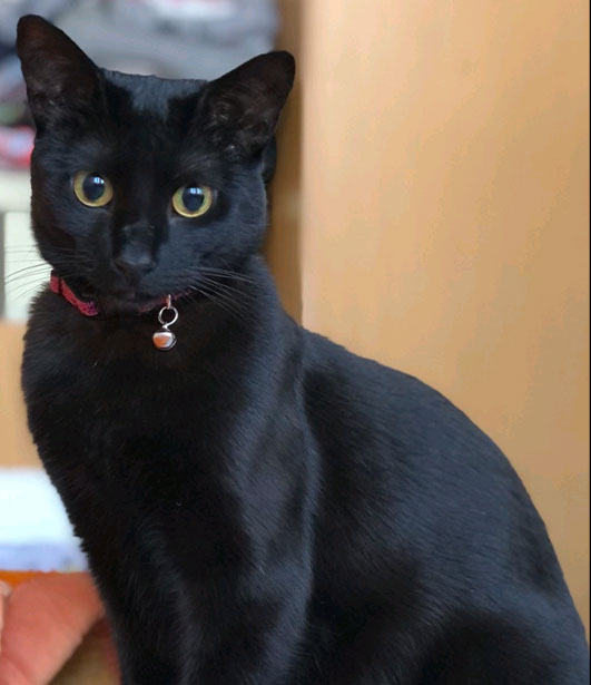 ФОТО КОНКУРС 2025 ПЕДИГРЕ МАКЕДОНИЈА МИЛЕНИЦИ (КУЧИЊА, МАЧКИ...) FOTO KONKURS 2025 MILENICI ZIVOTNI