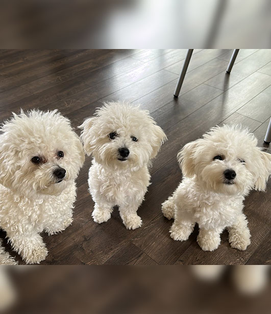 ФОТО КОНКУРС 2025 ПЕДИГРЕ МАКЕДОНИЈА МИЛЕНИЦИ (КУЧИЊА, МАЧКИ...) FOTO KONKURS 2025 MILENICI ZIVOTNI