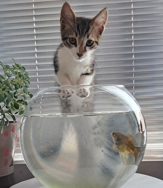 ФОТО КОНКУРС 2025 ПЕДИГРЕ МАКЕДОНИЈА МИЛЕНИЦИ (КУЧИЊА, МАЧКИ...) FOTO KONKURS 2025 MILENICI ZIVOTNI