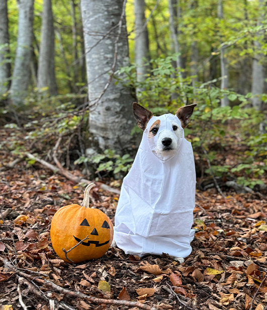 ФОТО КОНКУРС 2025 ПЕДИГРЕ МАКЕДОНИЈА МИЛЕНИЦИ (КУЧИЊА, МАЧКИ...) FOTO KONKURS 2025 MILENICI ZIVOTNI