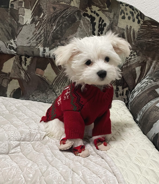 ФОТО КОНКУРС 2025 ПЕДИГРЕ МАКЕДОНИЈА МИЛЕНИЦИ (КУЧИЊА, МАЧКИ...) FOTO KONKURS 2025 MILENICI ZIVOTNI