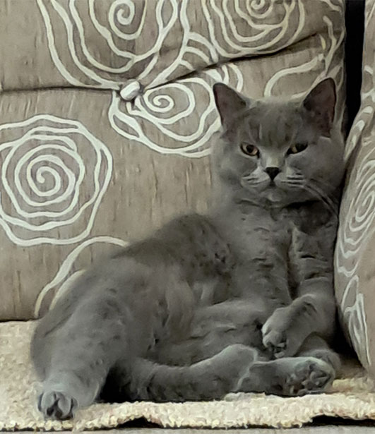 ФОТО КОНКУРС 2025 ПЕДИГРЕ МАКЕДОНИЈА МИЛЕНИЦИ (КУЧИЊА, МАЧКИ...) FOTO KONKURS 2025 MILENICI ZIVOTNI