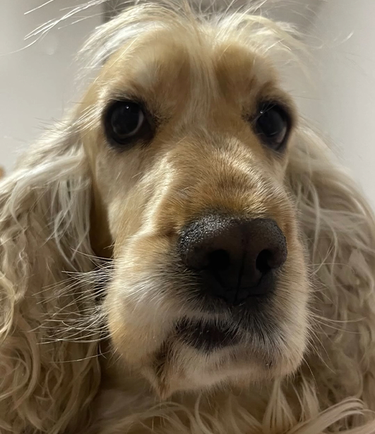 ФОТО КОНКУРС 2025 ПЕДИГРЕ МАКЕДОНИЈА МИЛЕНИЦИ (КУЧИЊА, МАЧКИ...) FOTO KONKURS 2025 MILENICI ZIVOTNI