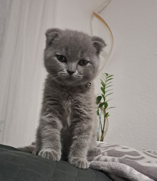 ФОТО КОНКУРС 2025 ПЕДИГРЕ МАКЕДОНИЈА МИЛЕНИЦИ (КУЧИЊА, МАЧКИ...) FOTO KONKURS 2025 MILENICI ZIVOTNI