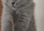 British shorthair
