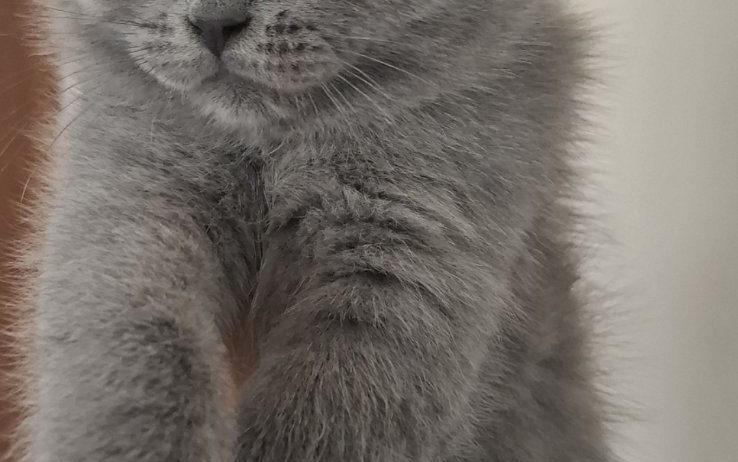 British shorthair