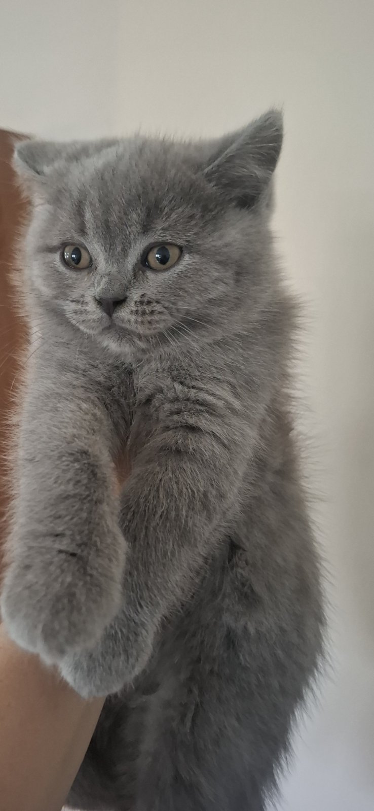 British shorthair