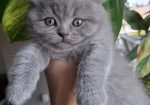 British shorthair
