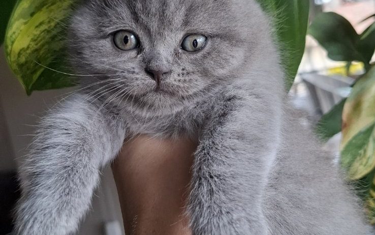 British shorthair