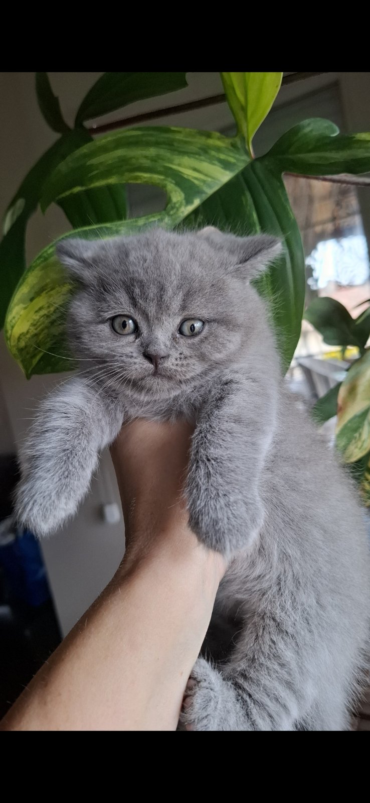 British shorthair