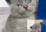British shorthair