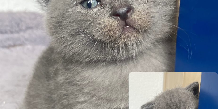 British shorthair