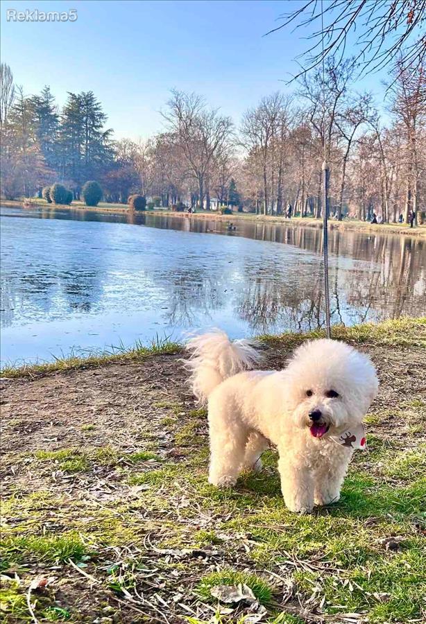 Барам женка за парење