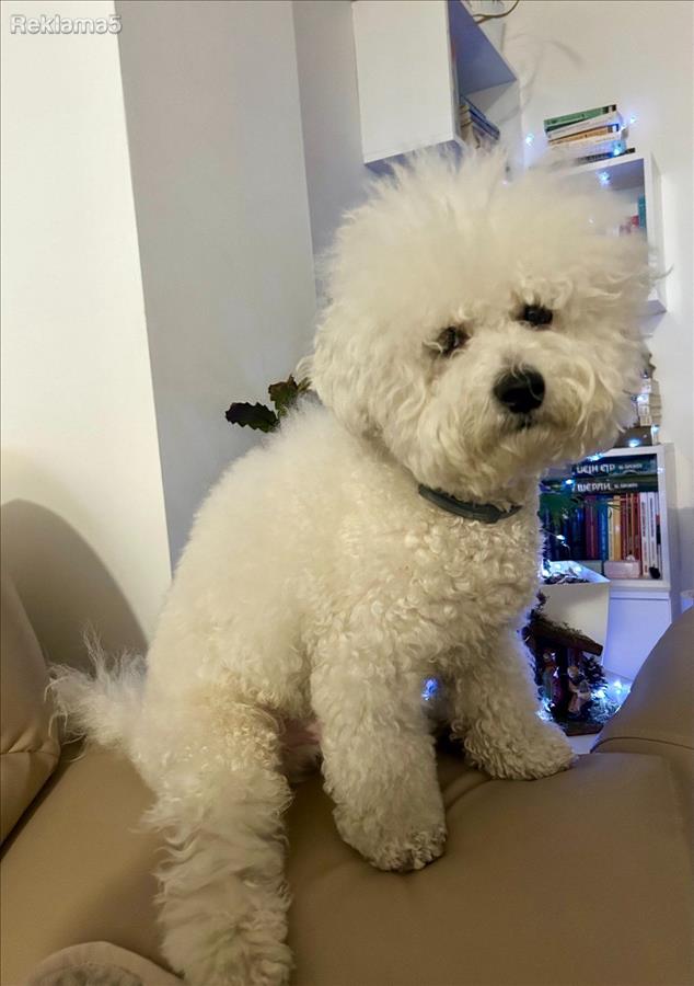 Барам женка за парење