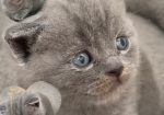 British shorthair