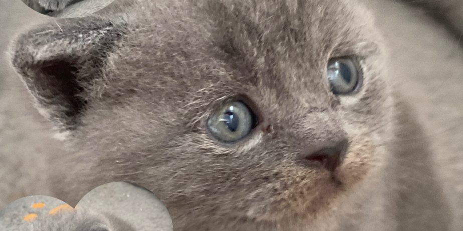 British shorthair