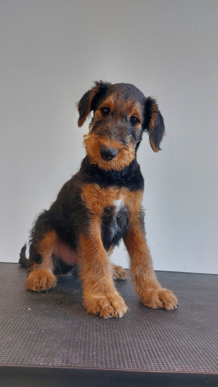 Airedale Terrier кутриња од шампионско потекло