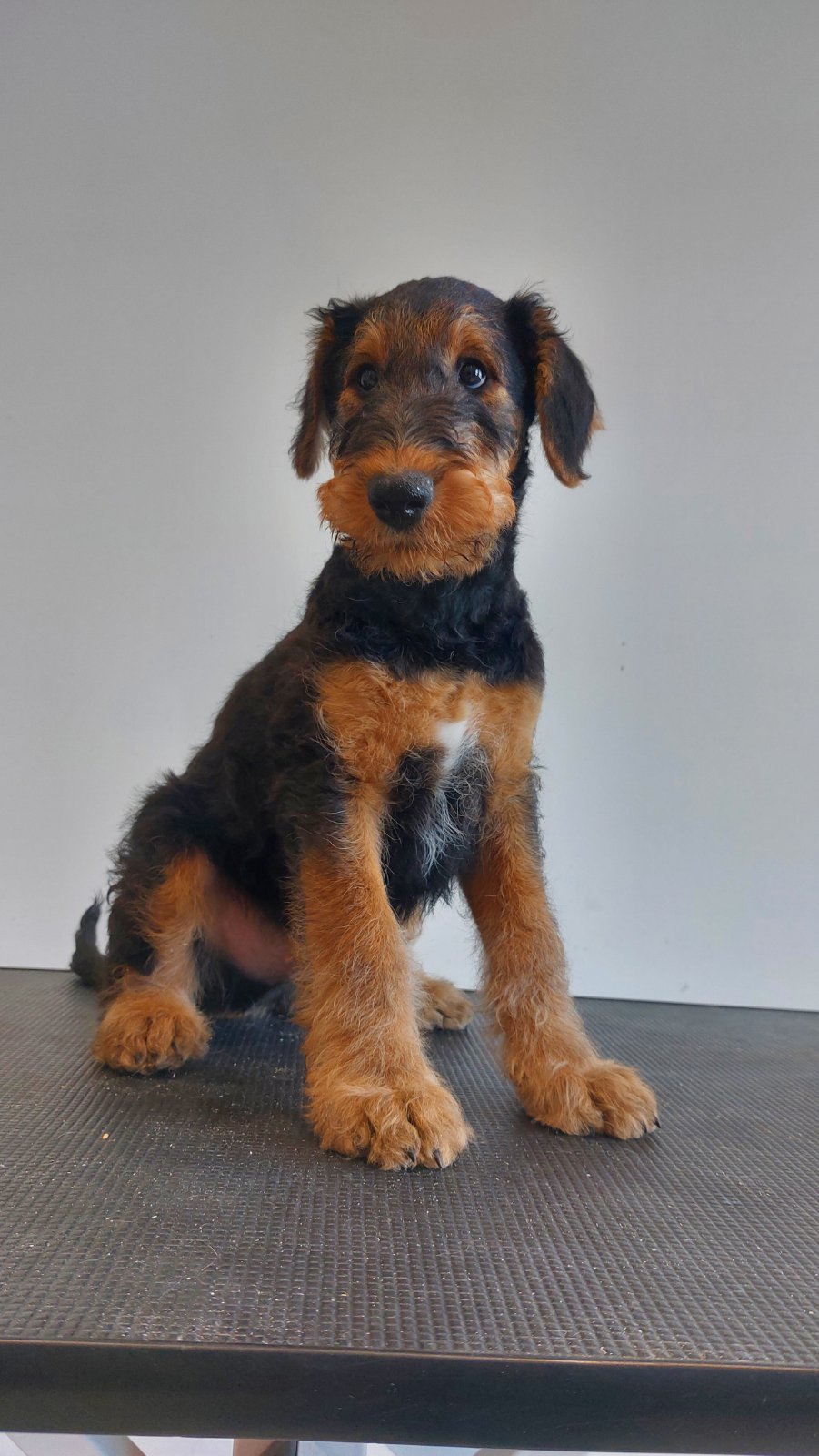Airedale Terrier кутриња од шампионско потекло