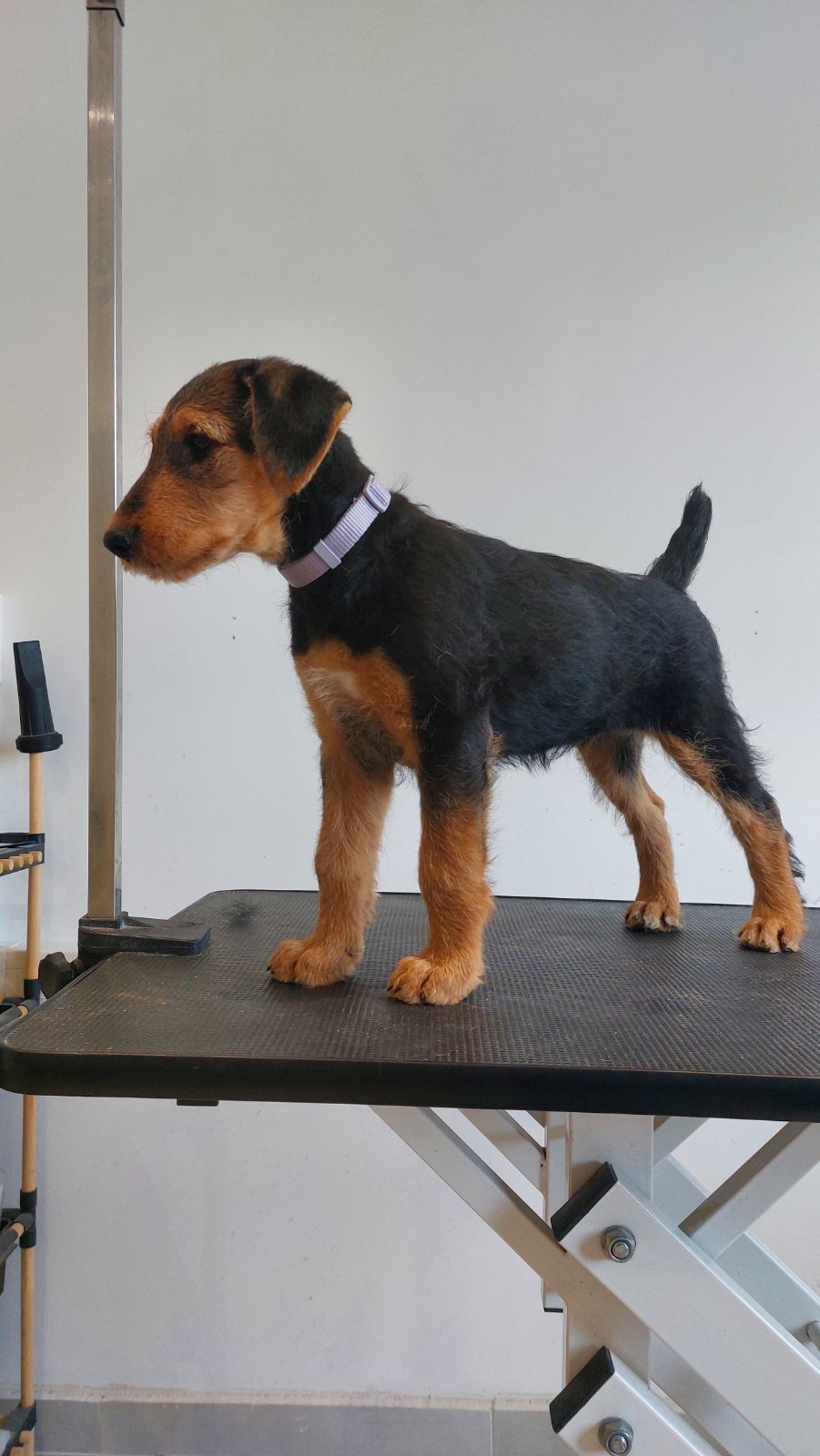 Airedale Terrier кутриња од шампионско потекло