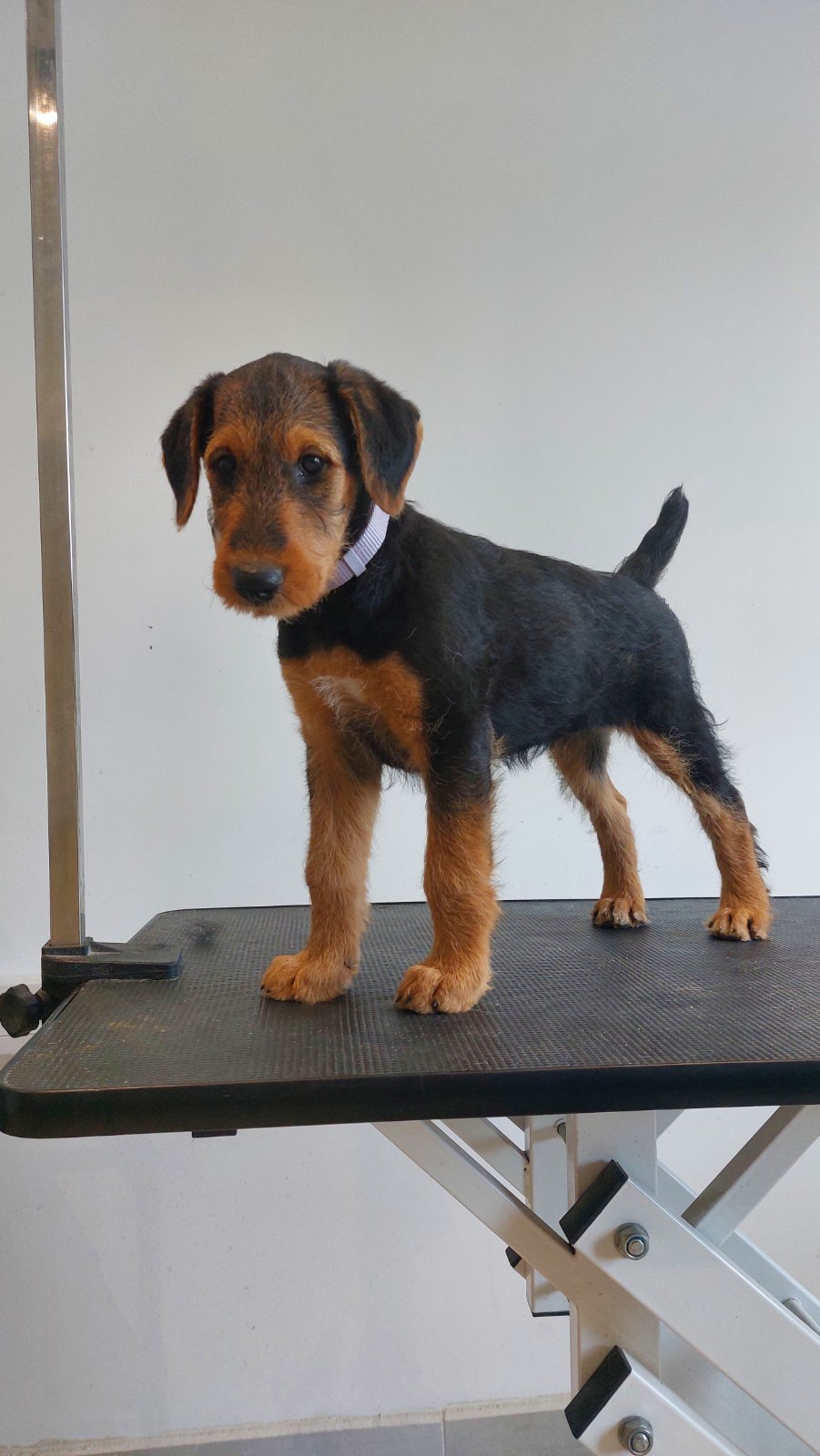 Airedale Terrier кутриња од шампионско потекло
