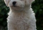 Bichon frise masko