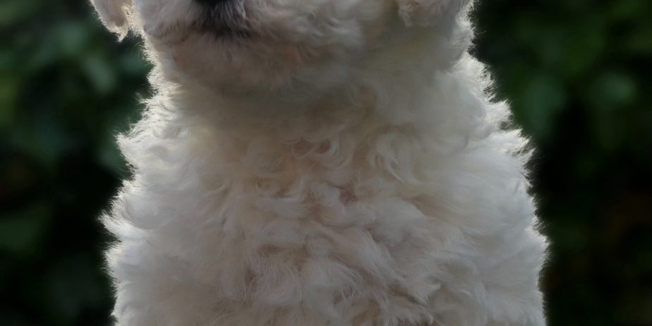Bichon frise masko