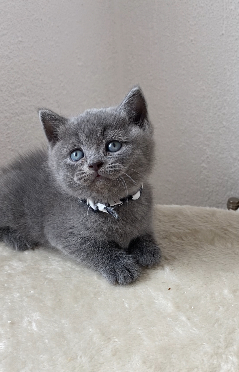 British & Scotish fold  shorthair