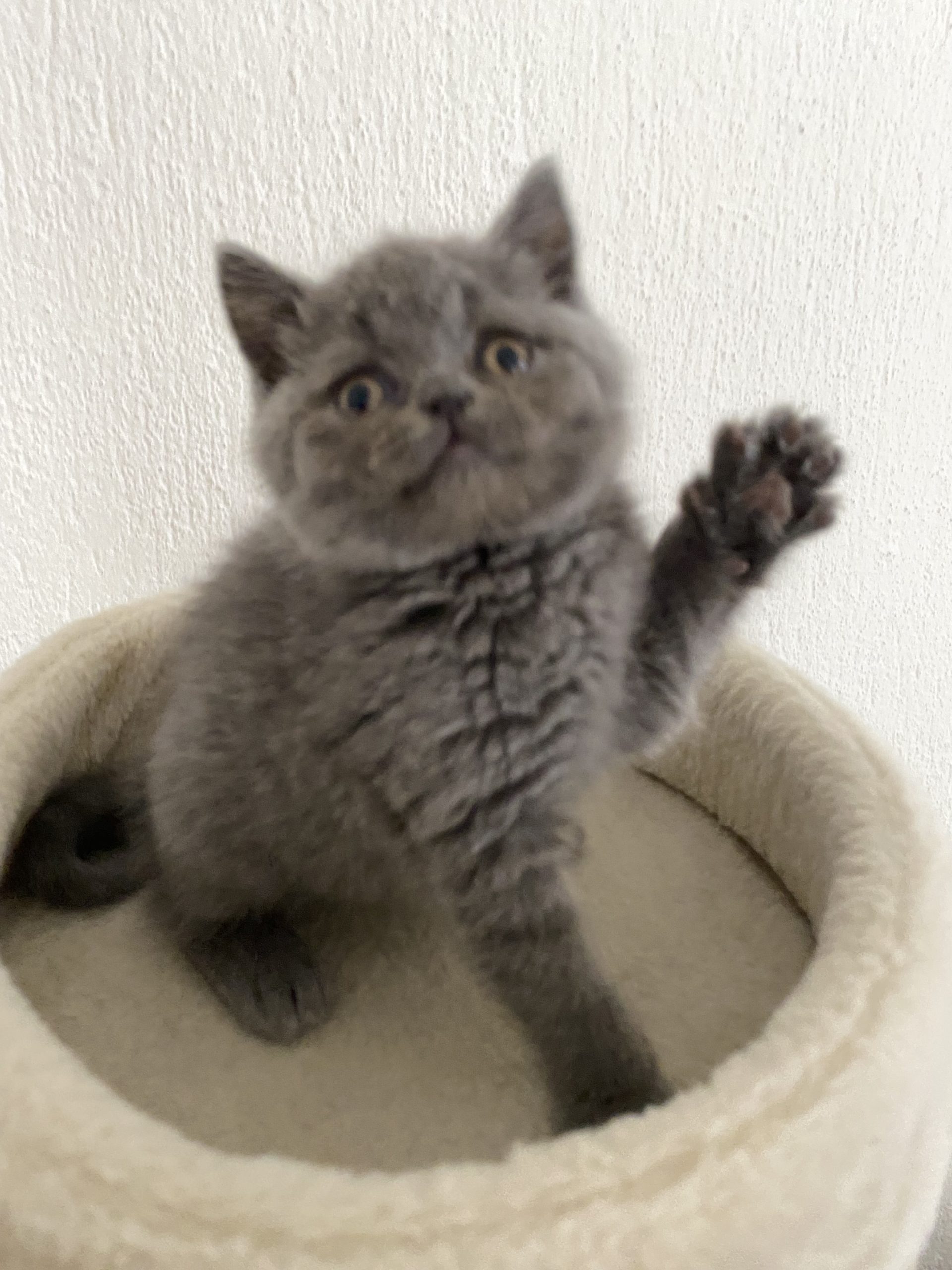 British & Scotish fold  shorthair