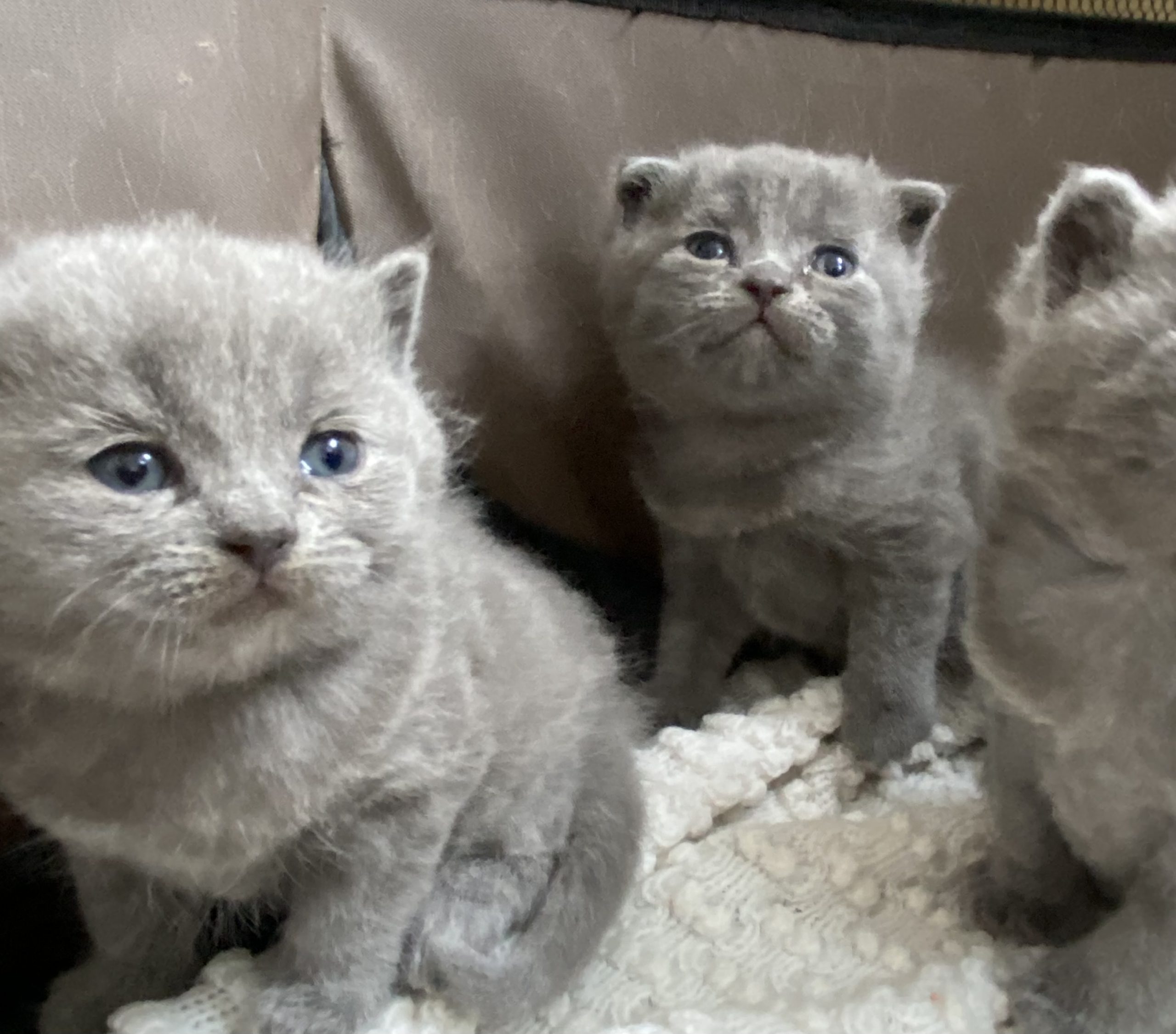 British & Scotish fold  shorthair