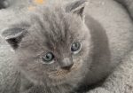 British shorthair