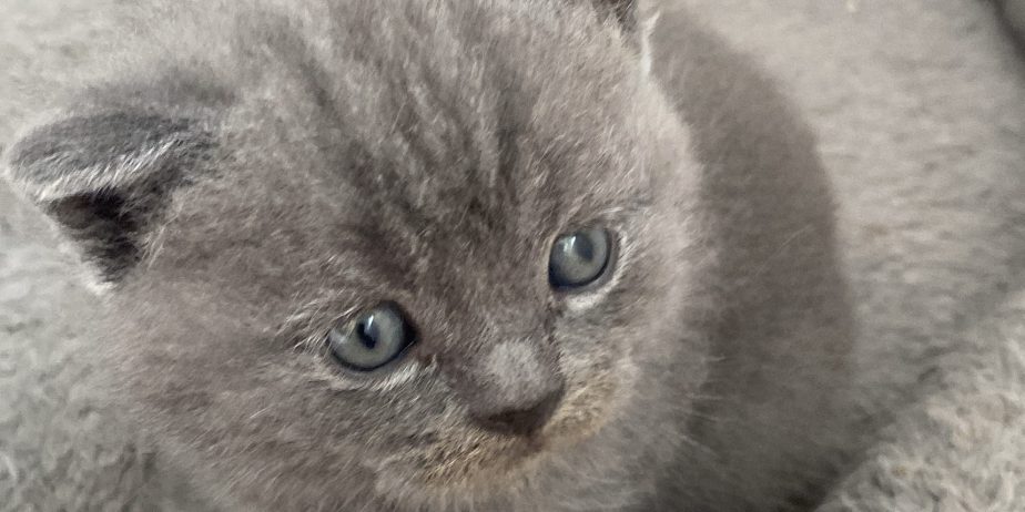 British shorthair