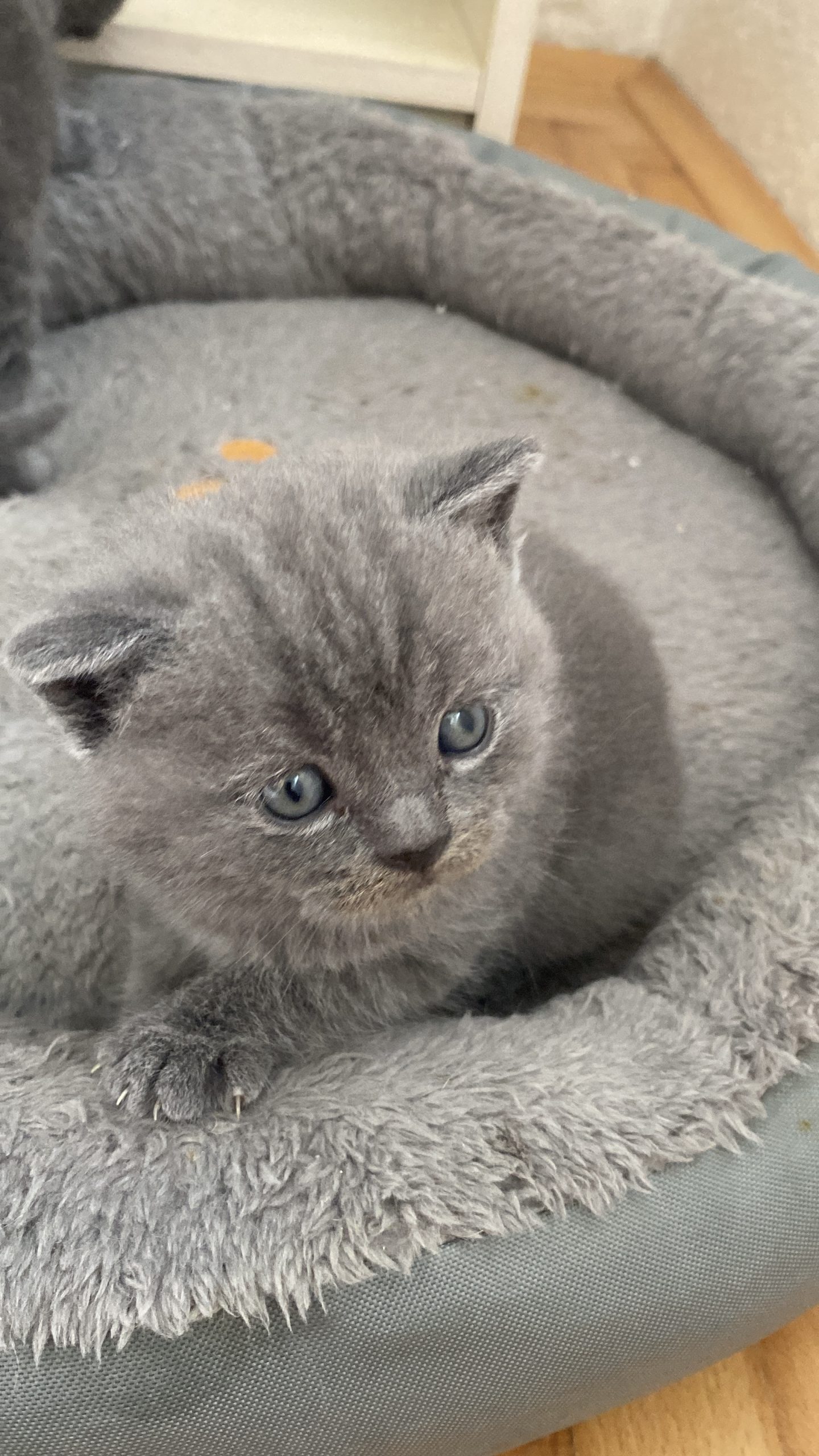 British shorthair