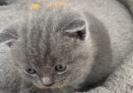 British shorthair
